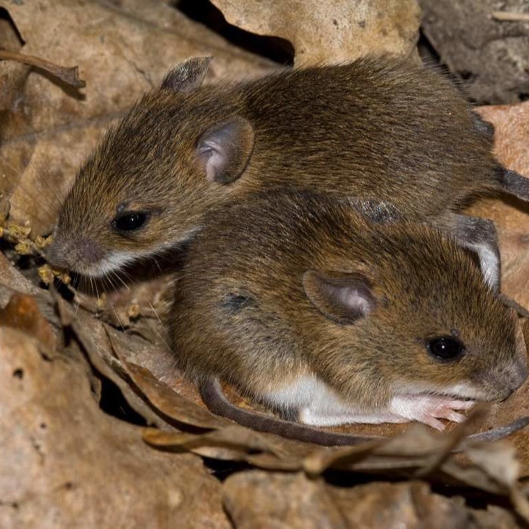 Уничтожения мышей в частном доме в Ижевске?