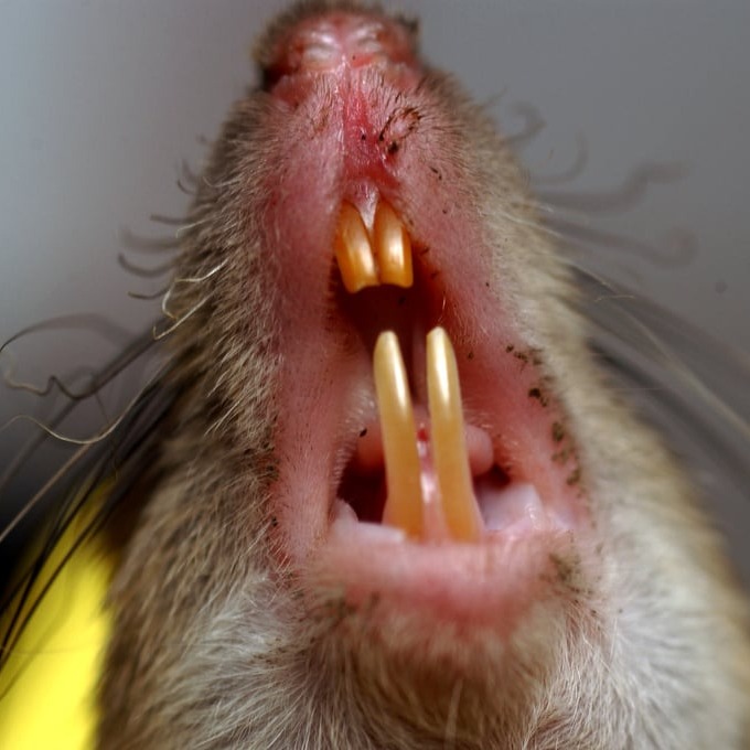 Дератизация крыс в Ижевске?